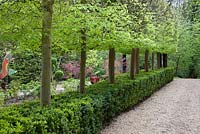 The Dragon Garden in spring with row of Fagus sylvatica - West Green House, Hampshire