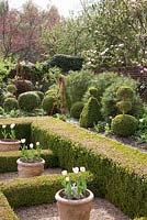 Clipped hedging, topiary and decorative obelisks in The Alice Garden in spring - West Green House, Hampshire