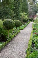 Topiary lollipops alongside formal pathway in spring - West Green House, Hampshire
