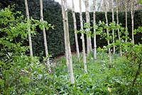 White bark of Betula in spring - West Green House, Hampshire
