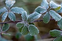 Rubus fruticosa - Wild Bramble, leaves covered in rime frost, England, December
