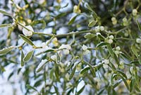 Viscum album - European mistletoe with berries and covering of snow