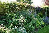 Summer border alongside old decorative wall including Nepeta, Clematis, Alchimella mollis, Delphinium, Rosa and Geraniums - Little Court, Hampshire