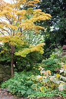 Acer japonicum 'Aureum' - Golden Fullmoon Maple and hosta in autumn