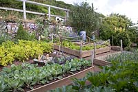 Raised beds with lettuce, potatoes, leeks, cabbages, courgettes, wooden vegetable trug - Coastal allotment, Mousehole, Cornwall
