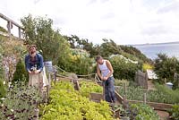 Raised beds with lettuce, potatoes, leeks, cabbages, courgettes - Coastal allotment, Mousehole, Cornwall