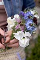 Collecting fresh flowers - Coastal allotment, Mousehole, Cornwall