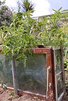 Tomato plants growing on allotment, protected by old window frames - Coastal allotment, Mousehole, Cornwall