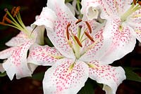 Lilium hybrid 'Extravaganza'