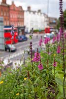 Loosestrife and Lavender - Holloway Road Green Roof, London 