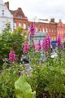 Loosestrife - Holloway Road Green Roof, London 