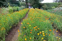 Rows of Calendula officinalis growing as a crop for the cosmetics industry - Dr Hauschka, Germany