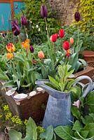 Ceramic sink used as a container and planted with tulips. Other planting includes Pentaglottis sempervirens and Euphorbia cyparissias 'Fens Ruby'. Old metal milk jug planted with Digitalis purpurea 