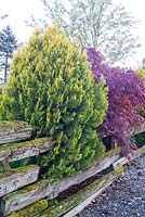 Cupressocyparis leylandii and Acer palmatum growing through an old rustic wooden fence