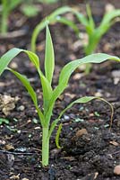 Young sweetcorn plant 'Kelvedon Glory', newly transplanted