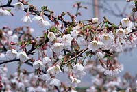 Prunus incisa Kojo No Mai, Fuji cherry, March  
