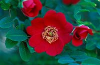Rosa 'Geranium' Moyesii', Hybrid Rose. June. 