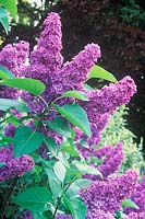 Syringa x hyacinthiflora 'Esther Staley' - Lilac