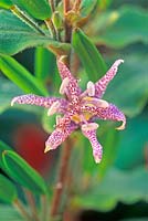 Tricyrtis 'Lilac Towers' - Toad Lily