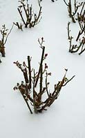 Pruned rose bushes under snow