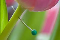 Tulipa - Place pin hole through tulip stem to stop flower drooping