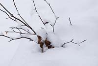 Fagus sylvatica - Heeled in beech whips in snow conditions 