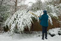 Knock off snow cover weighing down Phyllostachys niger (black bamboo)
