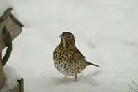 Song thrush looking for food in snow 