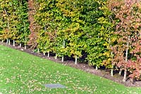 Tapestry hedge providing late colour at Trentham gardens, Staffordshire in November