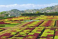 Jardim Botanico Gardens - Botanical Garden, Funchal, Madeira - Beds of Iresina herbstii Acuminata and Aurro reticulata 