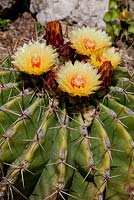 Ferocactus pottsii - Barrel cactus, Hanbury Gardens, Italy