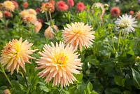 Dahlia 'Wootton Impact', September - Withypitts Dahlias, Sussex
