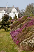 Bank of mixed Heather for spring colour - Sherwood Garden, Devon