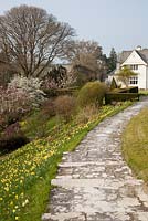 Pathway through spring planting including Magnolias and Narcissus - Sherwood Garden, Devon