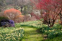 Pathway through spring colour including Narcissus - Sherwood Garden, Devon
