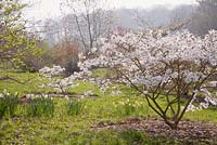 Magnolia and Narcissus in spring - Sherwood Garden, Devon