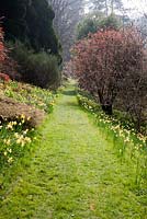 Landscaped spring garden with naturalised Narcissus - Sherwood Garden, Devon