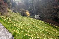 Bank of naturalised Narcissus - Sherwood Garden, Devon