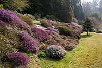 Bank of mixed Heathers for spring colour - Sherwood Garden, Devon