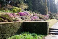 Bank of mixed Heathers for spring colour and clipped hedge - Sherwood Garden, Devon