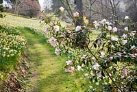 Camellia with Narcissus - Sherwood Garden, Devon