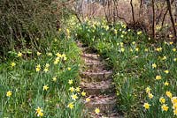 Steps through Narcissus - Sherwood Garden, Devon