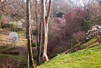 Woodland valley garden with flowering Magnolia in spring - Sherwood Garden, Devon