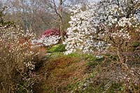 Spring colour including Magnolia, Narcissus and Rhododendron in woodland valley - Sherwood Garden, Devon