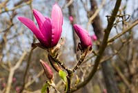 Magnolia liliflora x mollicomata 'Margaret Helen' - Sherwood Garden, Devon