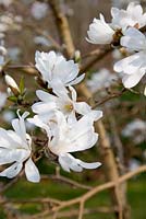 Magnolia loebneri 'Encore' - Sherwood Garden, Devon