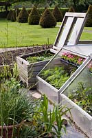 Plants in cold frame