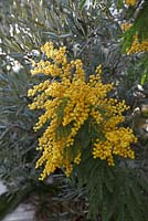 Acacia decurrens in Greenhouse