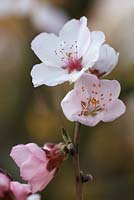 Prunus dulcis 'Rosa Nr. 10'