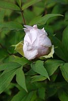 Paeonia suffruticosa 'Yae Sakura'